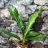 Kép 2/6 - Anthurium hookeri