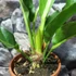 Kép 3/6 - Anthurium hookeri
