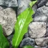 Kép 4/6 - Anthurium hookeri