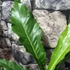 Kép 5/6 - Anthurium hookeri