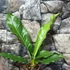 Kép 6/6 - Anthurium hookeri