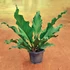 Kép 1/6 - Anthurium hookeri
