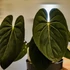 Kép 1/6 - Anthurium 'Goliath'