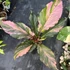 Kép 1/11 - Anthurium hookeri 'Pink Variegata' extra