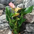 Kép 3/7 - Anthurium 'Fantasy Love'
