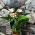 Kép 4/7 - Anthurium 'Fantasy Love'