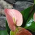 Kép 5/7 - Anthurium 'Fantasy Love'