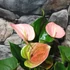 Kép 6/7 - Anthurium 'Fantasy Love'