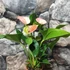 Kép 7/7 - Anthurium 'Fantasy Love'