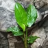 Kép 2/10 - Arum italicum - Olasz kontyvirág