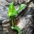 Kép 3/10 - Arum italicum - Olasz kontyvirág