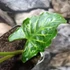 Kép 6/10 - Arum italicum - Olasz kontyvirág