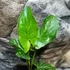Kép 7/10 - Arum italicum - Olasz kontyvirág