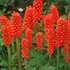 Kép 9/10 - Arum italicum - Olasz kontyvirág