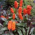 Kép 5/10 - Arum italicum - Olasz kontyvirág