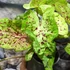 Kép 2/7 - Caladium 'Miss Muffet' 