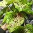 Kép 3/7 - Caladium 'Miss Muffet' 