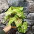 Kép 6/7 - Caladium 'Miss Muffet' 