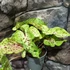 Kép 7/7 - Caladium 'Miss Muffet' 