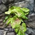 Kép 4/7 - Caladium 'Miss Muffet' 