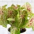 Kép 1/7 - Caladium 'Miss Muffet' 