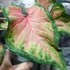 Kép 3/7 - Caladium 'Chinook'