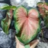 Kép 4/7 - Caladium 'Chinook'