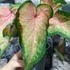 Kép 5/7 - Caladium 'Chinook'