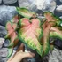 Kép 6/7 - Caladium 'Chinook'