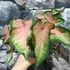 Kép 7/7 - Caladium 'Chinook'