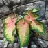 Kép 2/7 - Caladium 'Chinook'