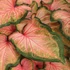 Kép 1/7 - Caladium 'Chinook'