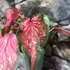 Kép 3/7 - Caladium 'Scarlet Flame'