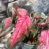Kép 4/7 - Caladium 'Scarlet Flame'