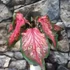 Kép 5/7 - Caladium 'Scarlet Flame'