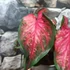 Kép 6/7 - Caladium 'Scarlet Flame'