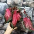 Kép 7/7 - Caladium 'Scarlet Flame'