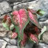 Kép 2/7 - Caladium 'Scarlet Flame'