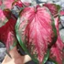 Kép 4/10 - Caladium 'Scarlet Flame'