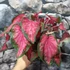Kép 2/10 - Caladium 'Scarlet Flame'