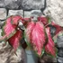 Kép 3/10 - Caladium 'Scarlet Flame'