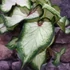 Kép 2/4 - Caladium 'White Delight'