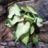 Kép 3/4 - Caladium 'White Delight'