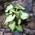 Kép 1/4 - Caladium 'White Delight'