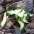 Kép 4/4 - Caladium 'White Delight'