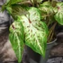 Kép 6/6 - Caladium 'Gingerland'