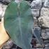 Kép 3/11 - Colocasia esculenta 'Black Magic'