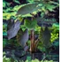 Kép 11/11 - Colocasia esculenta 'Black Magic'