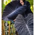 Kép 1/11 - Colocasia esculenta 'Black Magic'