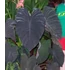 Kép 10/11 - Colocasia esculenta 'Black Magic'